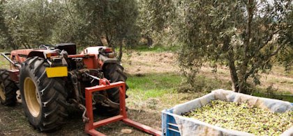 Produzione olio oliva